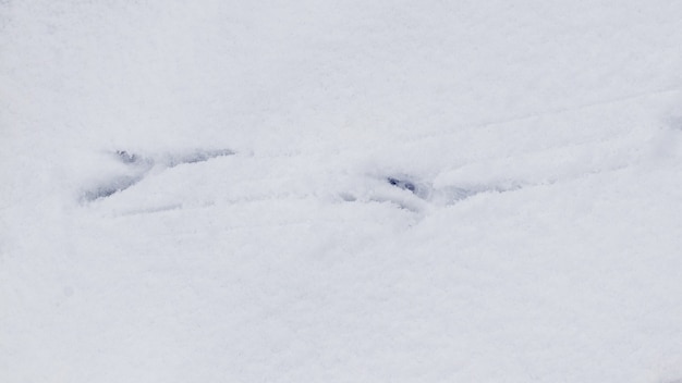 Crow tracks on white snow. Traces of birds