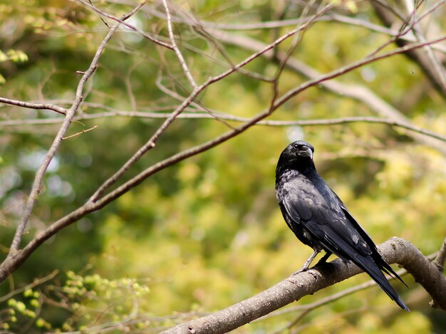 A crow on a tree branch on green forest background.