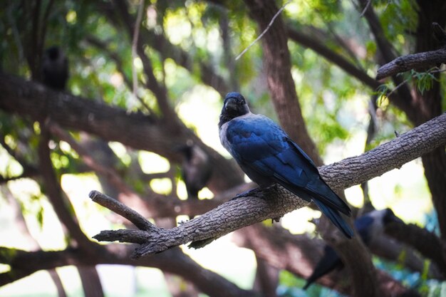 カラスの木の画像-動物と鳥の概念