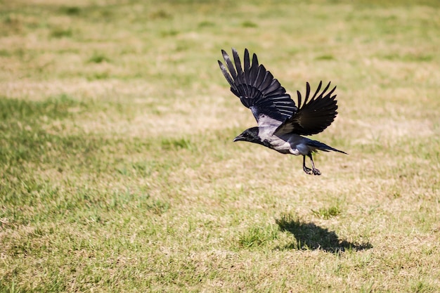 Crow with spread wings flying over a grassy field