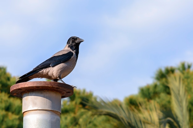 Foto crow zit op roestige pijp tegen de achtergrond van de lucht en de bomen