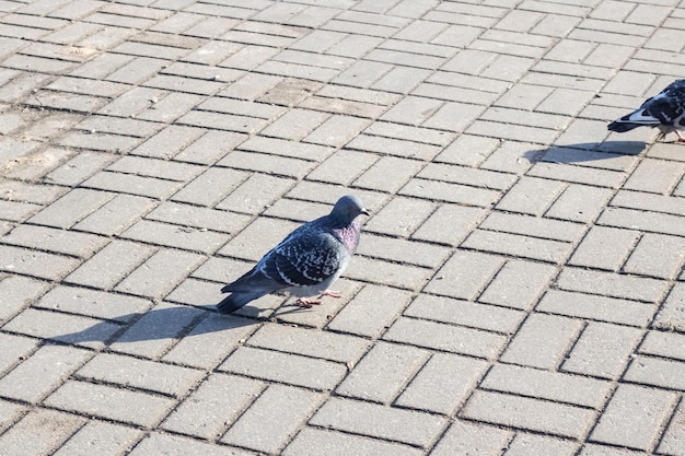 歩道のクローズアップの鳩の群衆