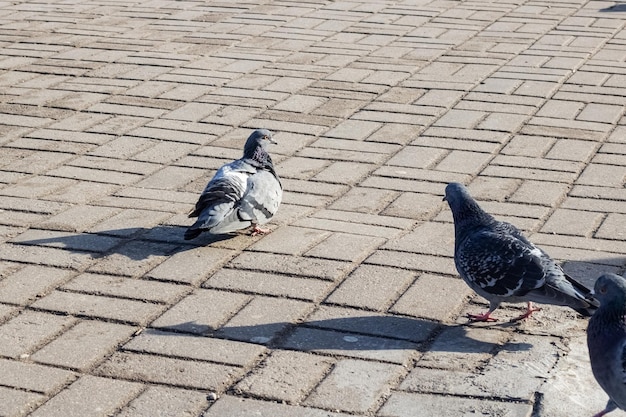 Crowd of pigeons on the sidewalk closeup