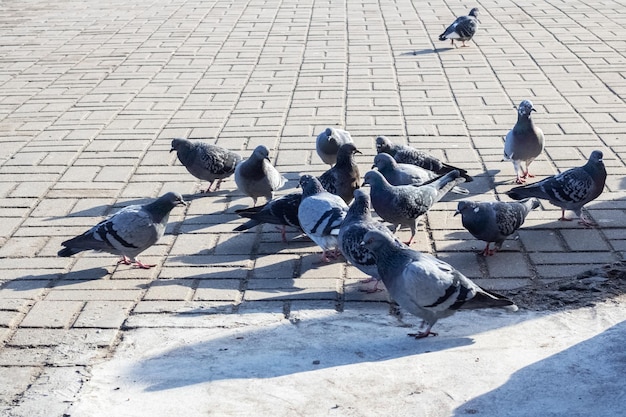 Crowd of pigeons on the sidewalk closeup