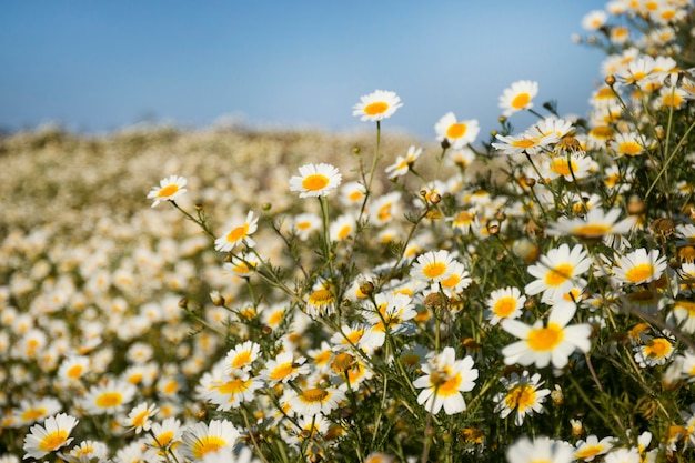 Crown daisies in the countryside.