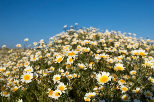 Crown daisies in the countryside.