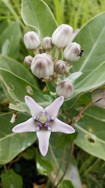 Photo the crown flower calotropis gigantea