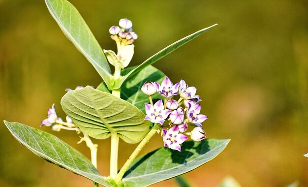 Photo crown flower or calotropis gigantea