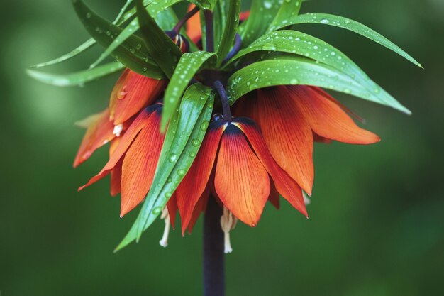 Crown imperial flower Fritillaria imperialis or Kaiser39s crown closeup