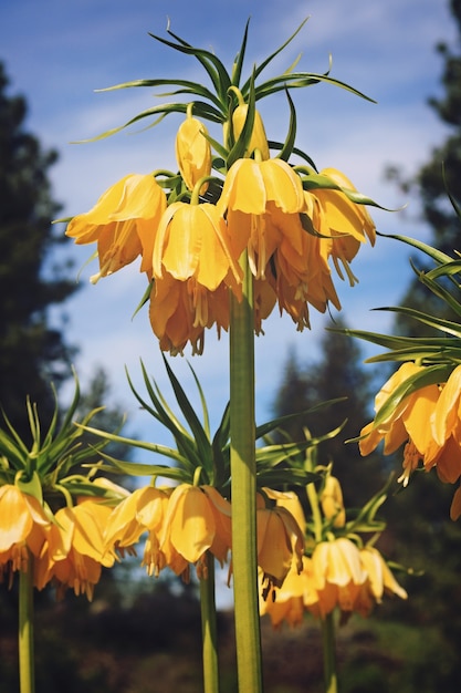 Crown Imperial Lily