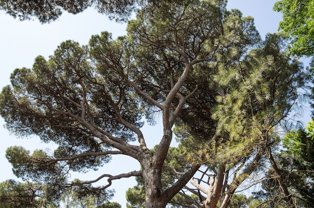 Crown of Italian pine