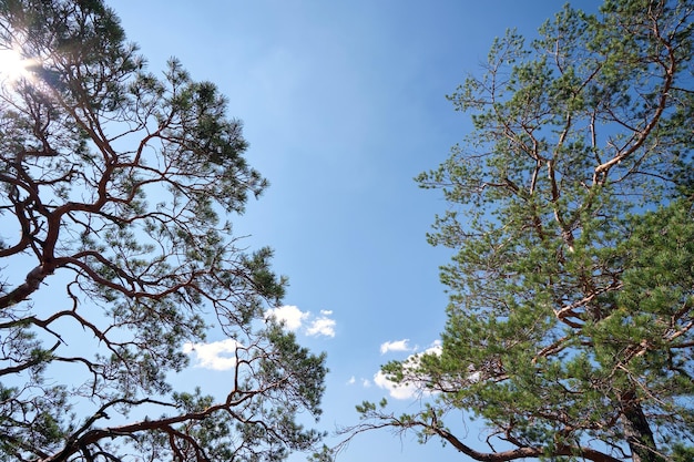 Crown of large old evergreen spruce tree against blue sky