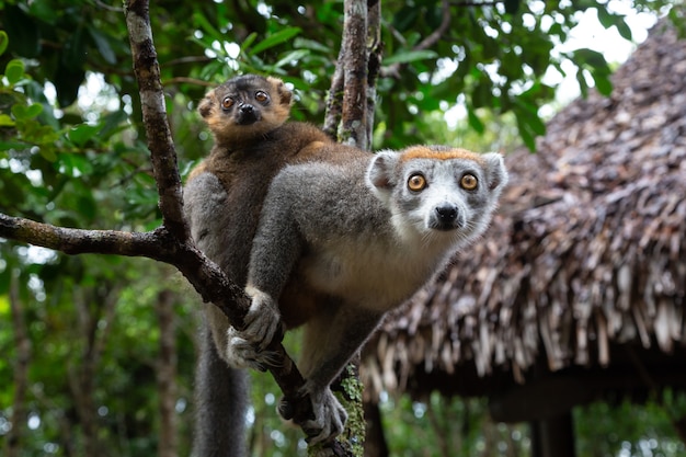 The crown lemur on a tree in the rainforest of Madagascar