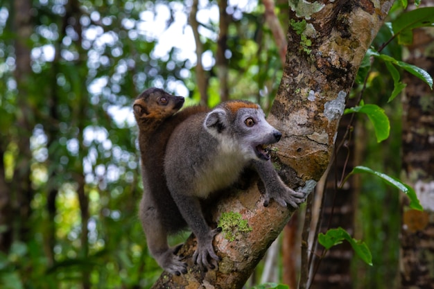 The crown lemur on a tree