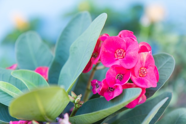 棘の花の冠：ユーフォビアミリデスモンドの花