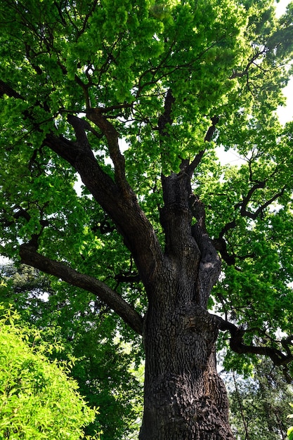 公共の公園で晴れた日に緑の若い葉を持つ古い樫の木の冠