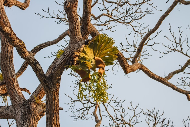 Crown staghorn sull'albero