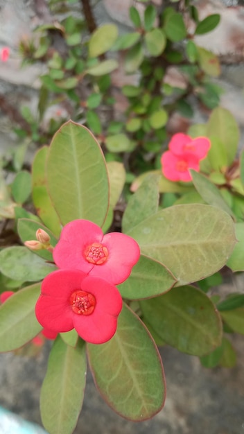 Photo crown of thorns euphorbia milii flower with green leaf