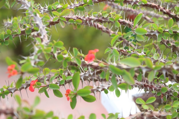 ハナキリンの花美しいユーフォルビアミリイの花