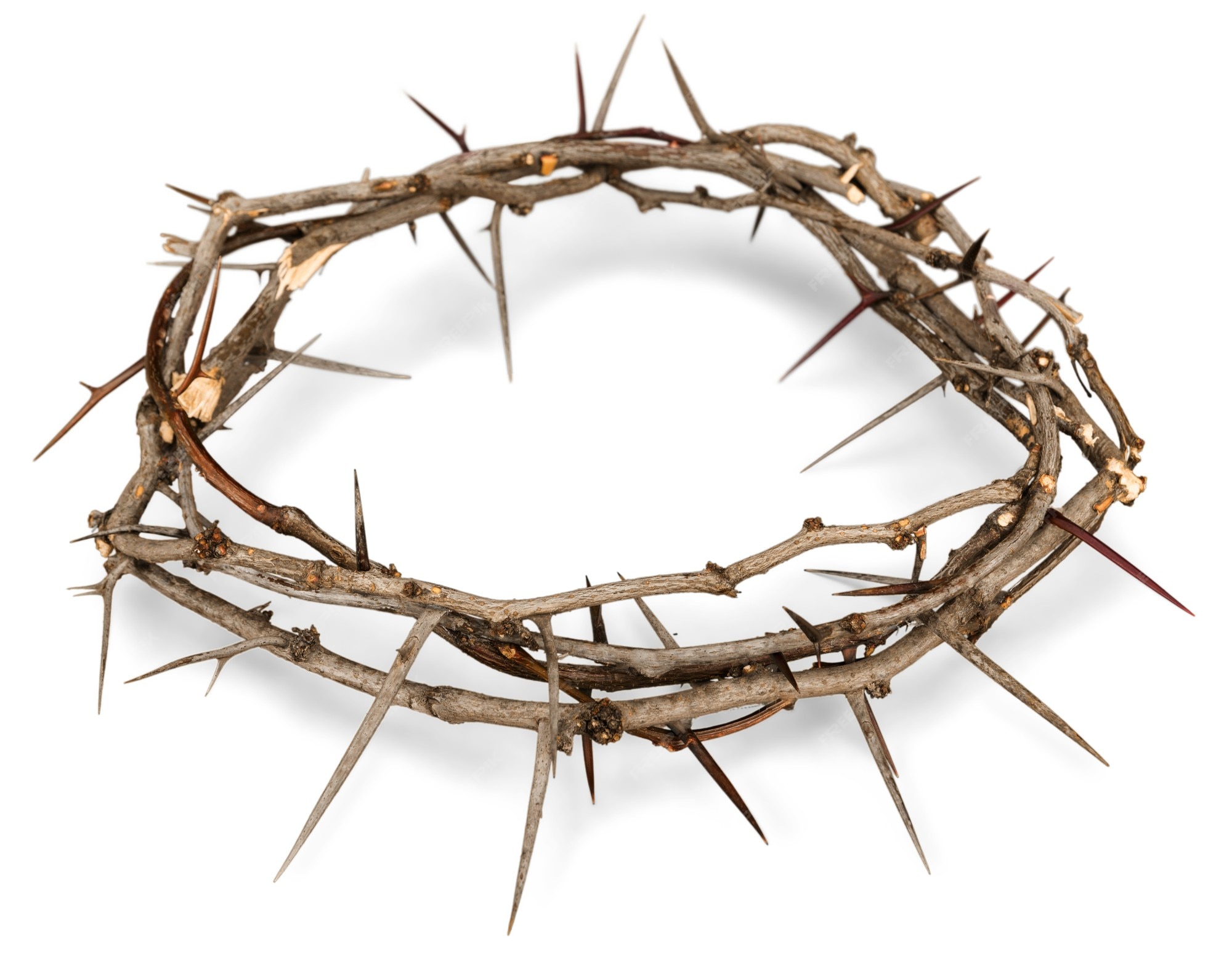 Premium Photo Crown of Thorns