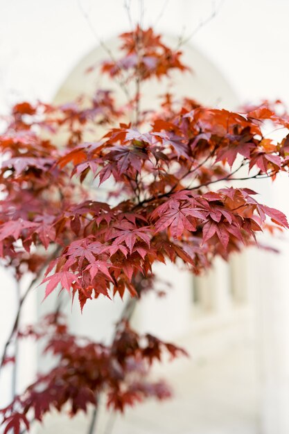 Crown of a tree with red leaves on the background of a building