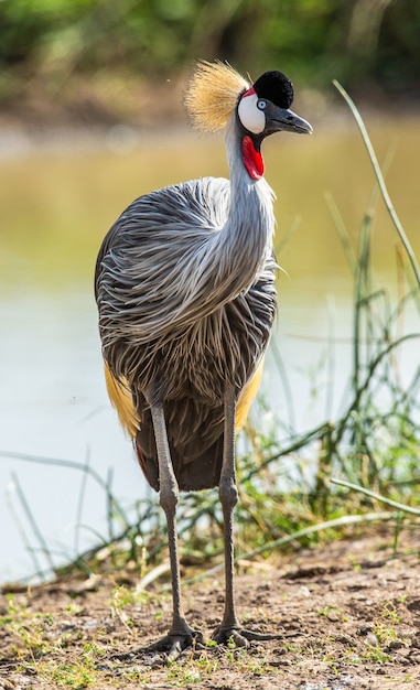 Gru coronata in piedi sul suolo