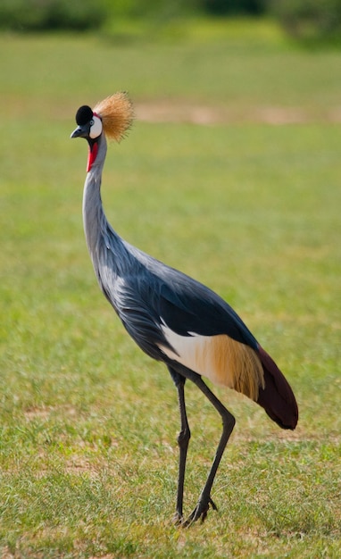 Crowned crane standing on the ground