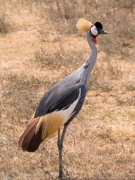 Crowned crane in the wild