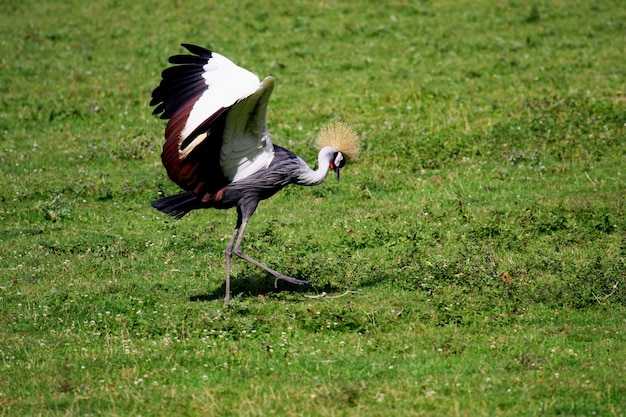 Photo crowned crane