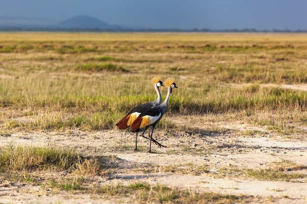 Crowned cranes walk in the park