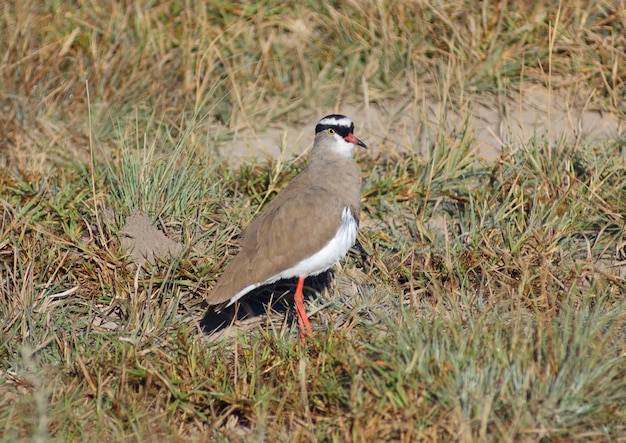 Photo crowned lapwing