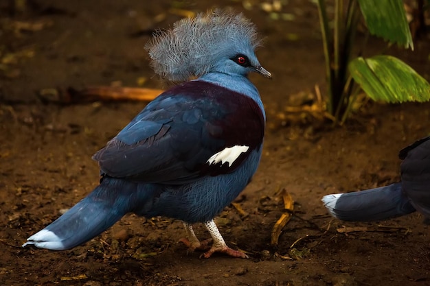 Crowned pigeon in  Bali Indonesia