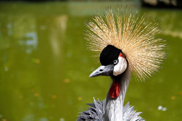 Crowned with a golden crown on the green background of the water at the zoo