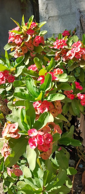 Crownofthorns Plant background Crownofthorns Plant in the morning taken from a closeup angle