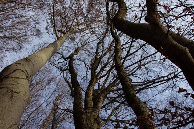 Crowns of beech trees in a mountain forest closeup from below