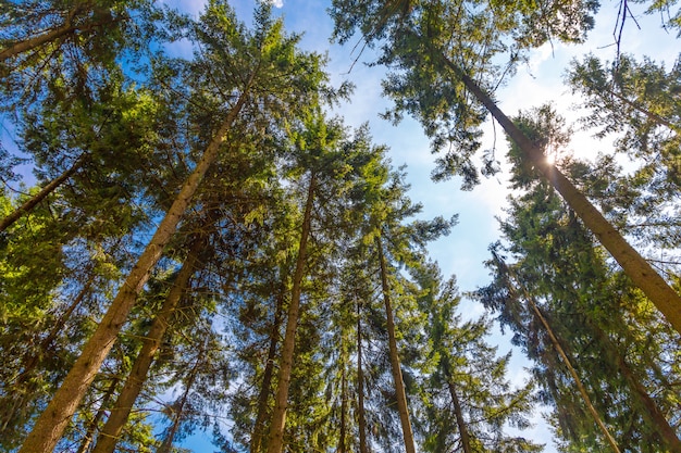 Crowns Of Coniferous Forest Trees Against The Sky, Bottom View