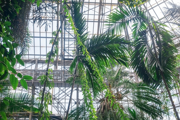 Photo crowns of palm trees and other tropical trees under the glass ceiling of the greenhouse