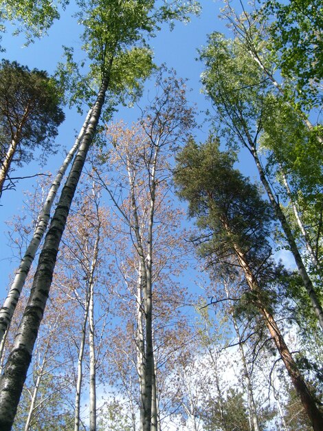 혼합 북부 숲에 있는 키 큰 나무의 왕관 스칸디나비아 식물 카렐리아 핀란드 푸른 구름 없는 하늘을 배경으로 녹색 단풍과 반건조 나무 줄기