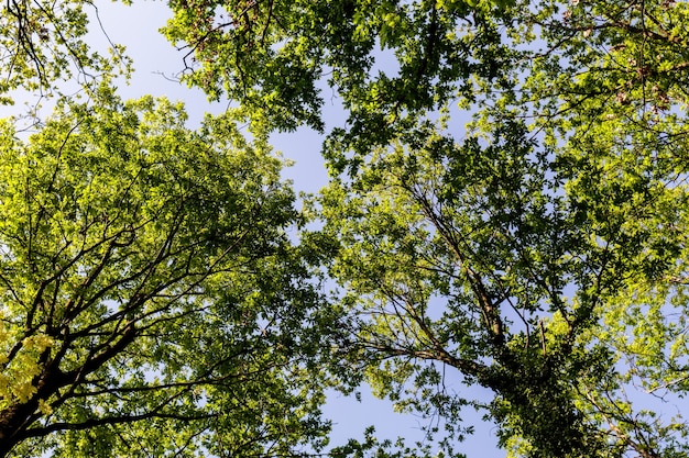 太陽に照らされた森の木の冠