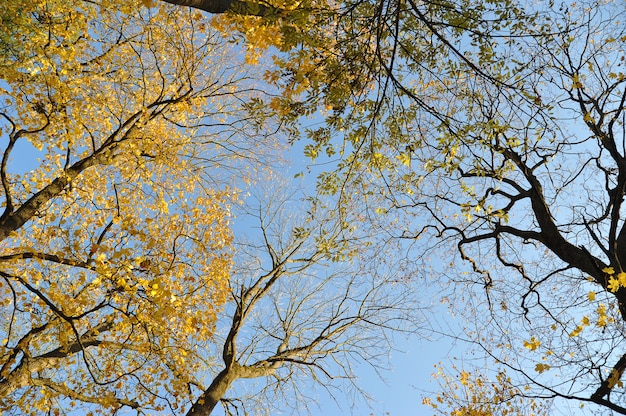 Corone di alberi con foglie cadute