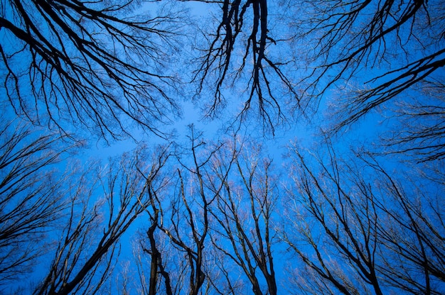 Crowns of trees with perspective up on blue sky background