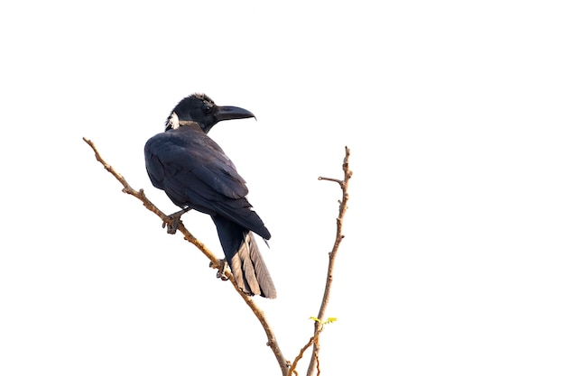 Corvi su un ramo isolato sulla scena bianca. uccelli. animali selvaggi.