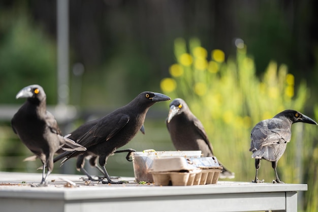 Crows eating food scraps at a picinc carawan birds in a flock