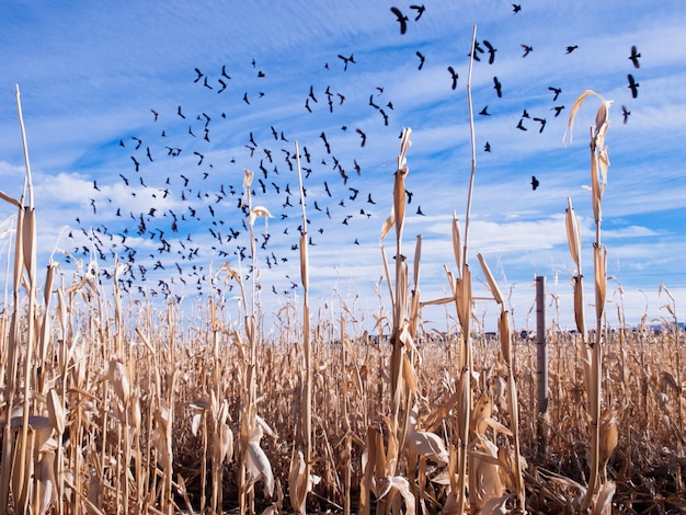 Crows flying above a corn field in autumn.