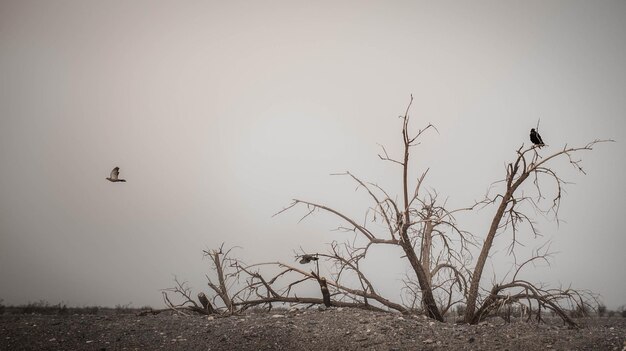 Photo crows perched on tree with smoke filled air in background