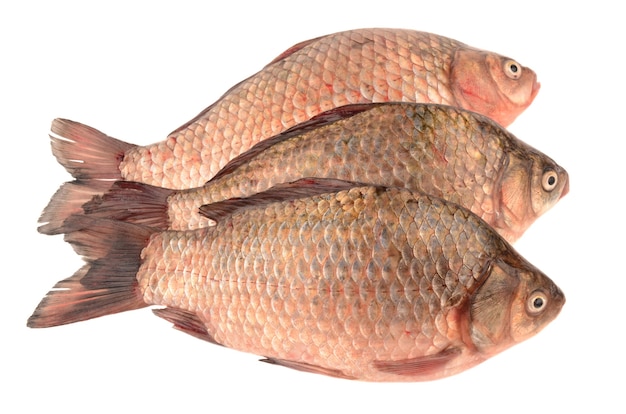 Crucian carp isolated on white