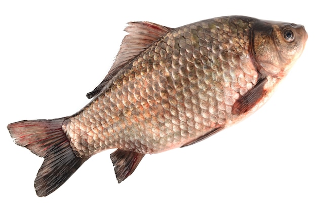 Crucian carp isolated on white