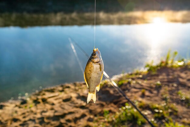 Foto pesce crociato catturato con l'esca sul lago appeso a un gancio su una canna da pesca una mattina soleggiata