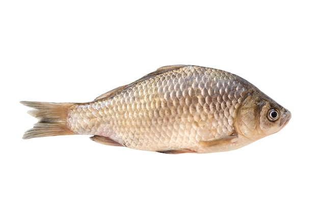 Crucian fish isolated on white background River fish