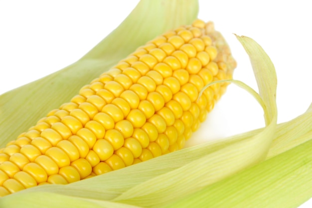 Сырая кукуруза изолирована на белом